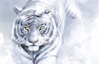 Утро белого тигра - Китай